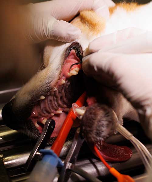 La dentisterie